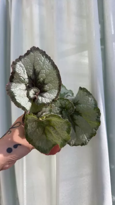 plant/Begonia escargot 4in GC-0-thumbnail