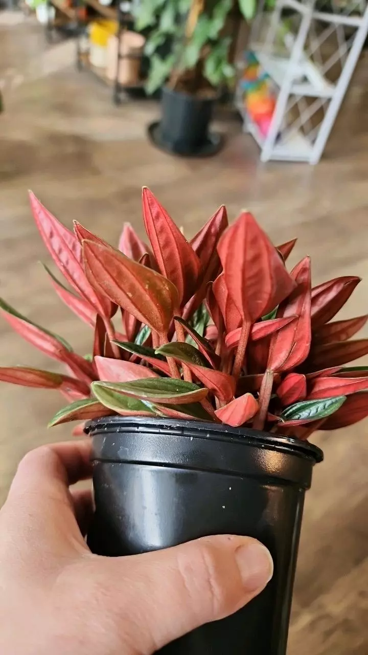 plant/Peperomia Caperata-2