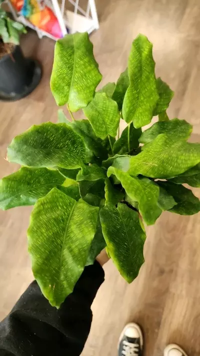 plant/Calathea Musaica/Network-0-thumbnail