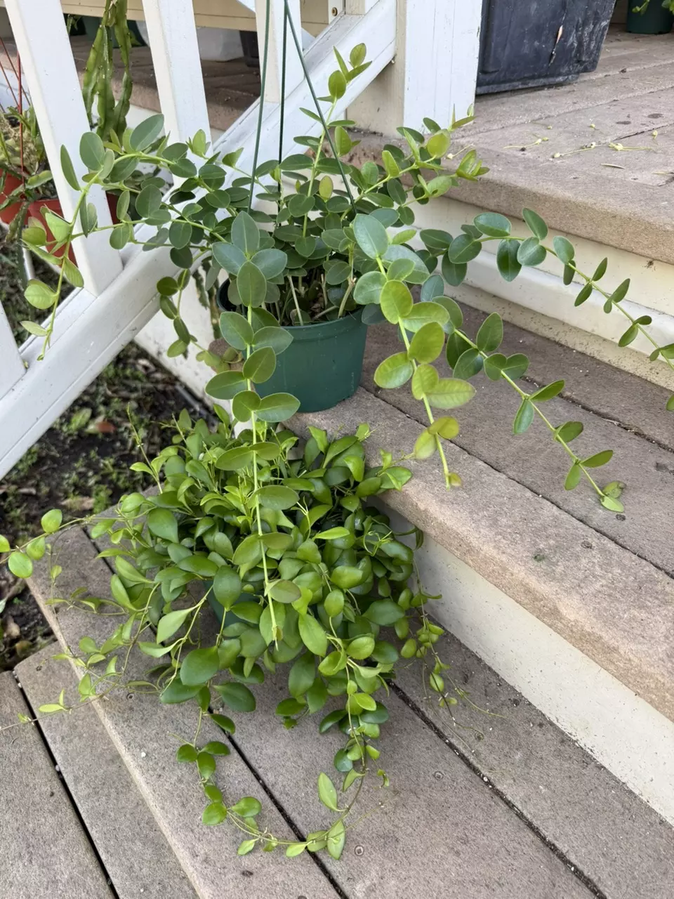 plant/6” Hoya Cummingiana & 6” Hoya Heuschkeliana BUNDLE ($20 OFF!)-0
