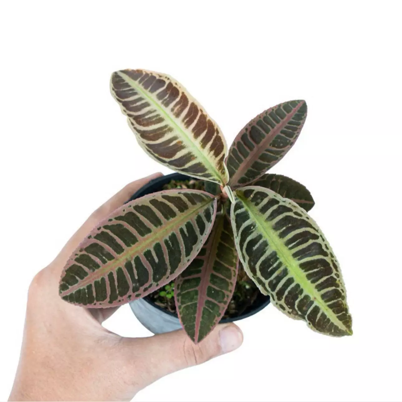 plant/Labisia .sp riau fishbone starter plant growers choice-0