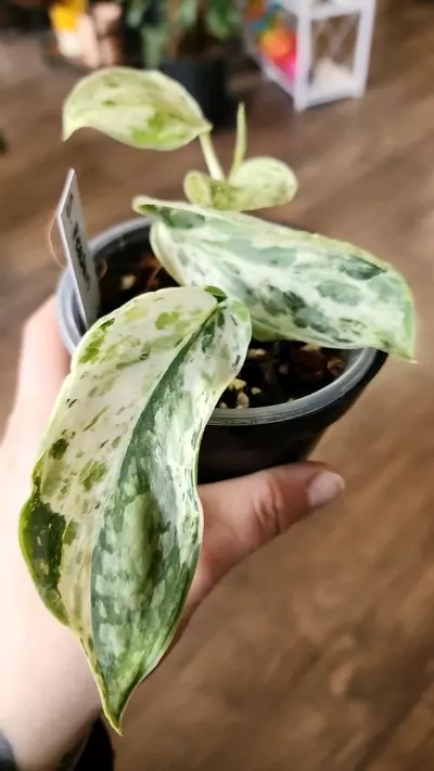 plant/Scindapsus Peasun-0-thumbnail