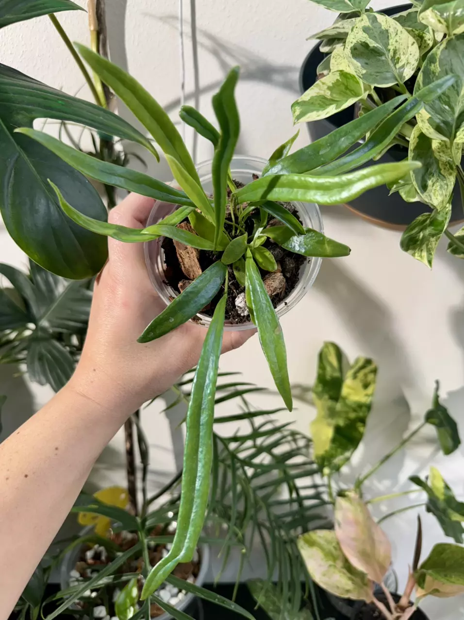 plant/Blue Oil Fern-0