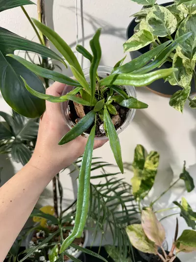 plant/Blue Oil Fern-0-thumbnail