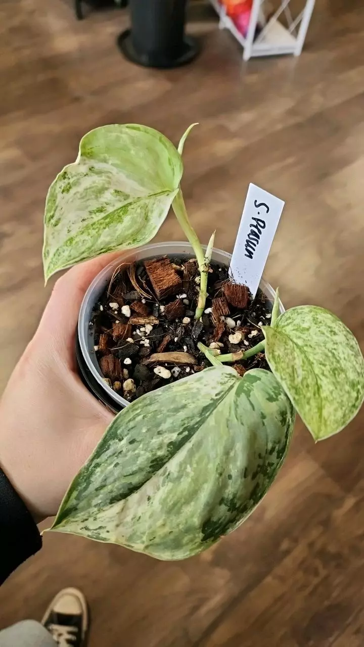 plant/Scindapsus Peasun-0