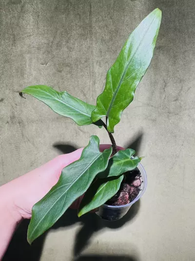 plant/Alocasia ‘Purple Sword’-0-thumbnail