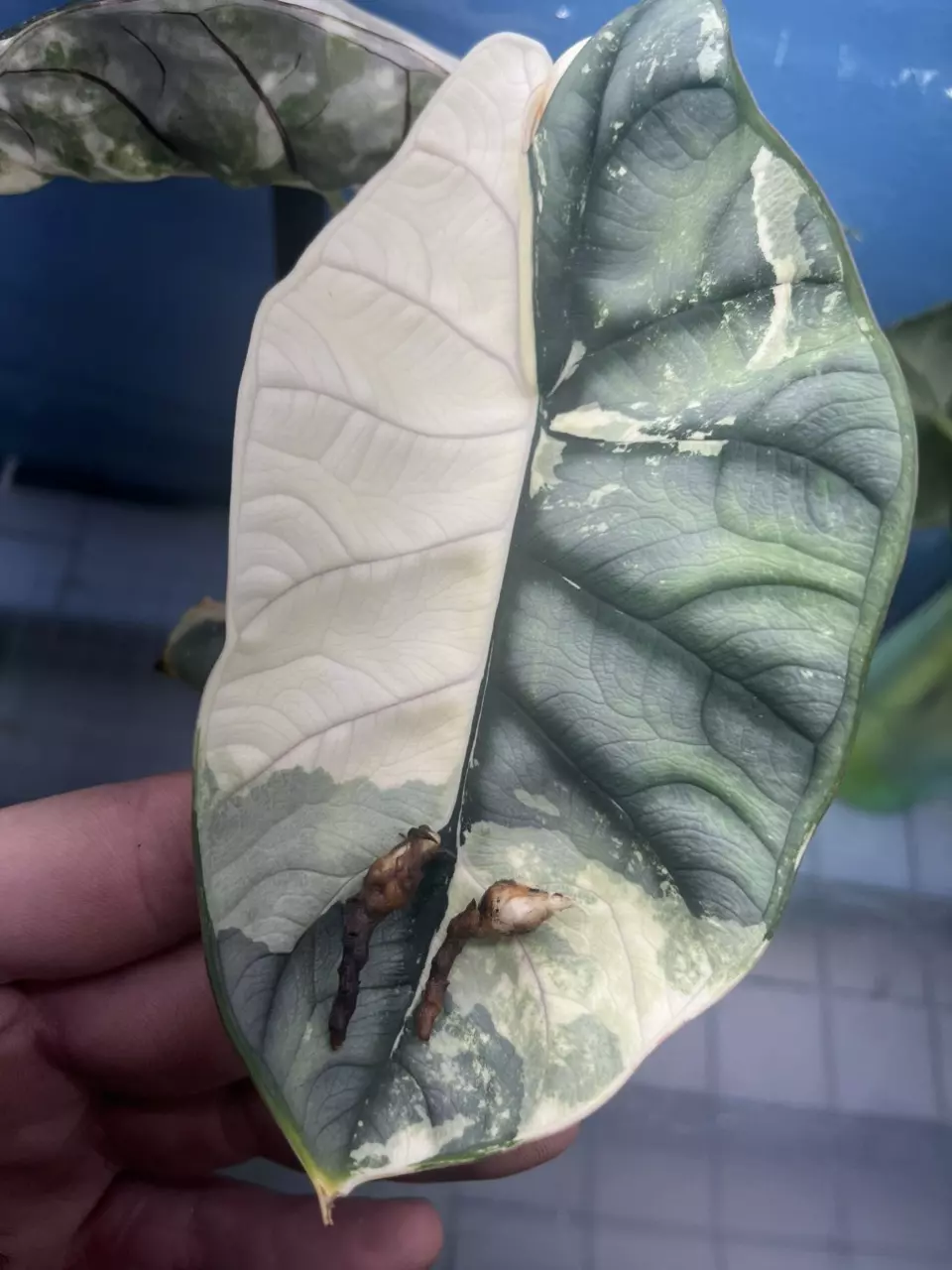 plant/Silver Dragon Albo Corm *GC*-0