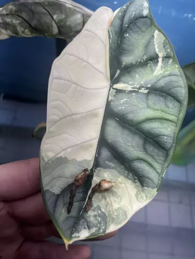 plant/Silver Dragon Albo Corm *GC*-0-thumbnail