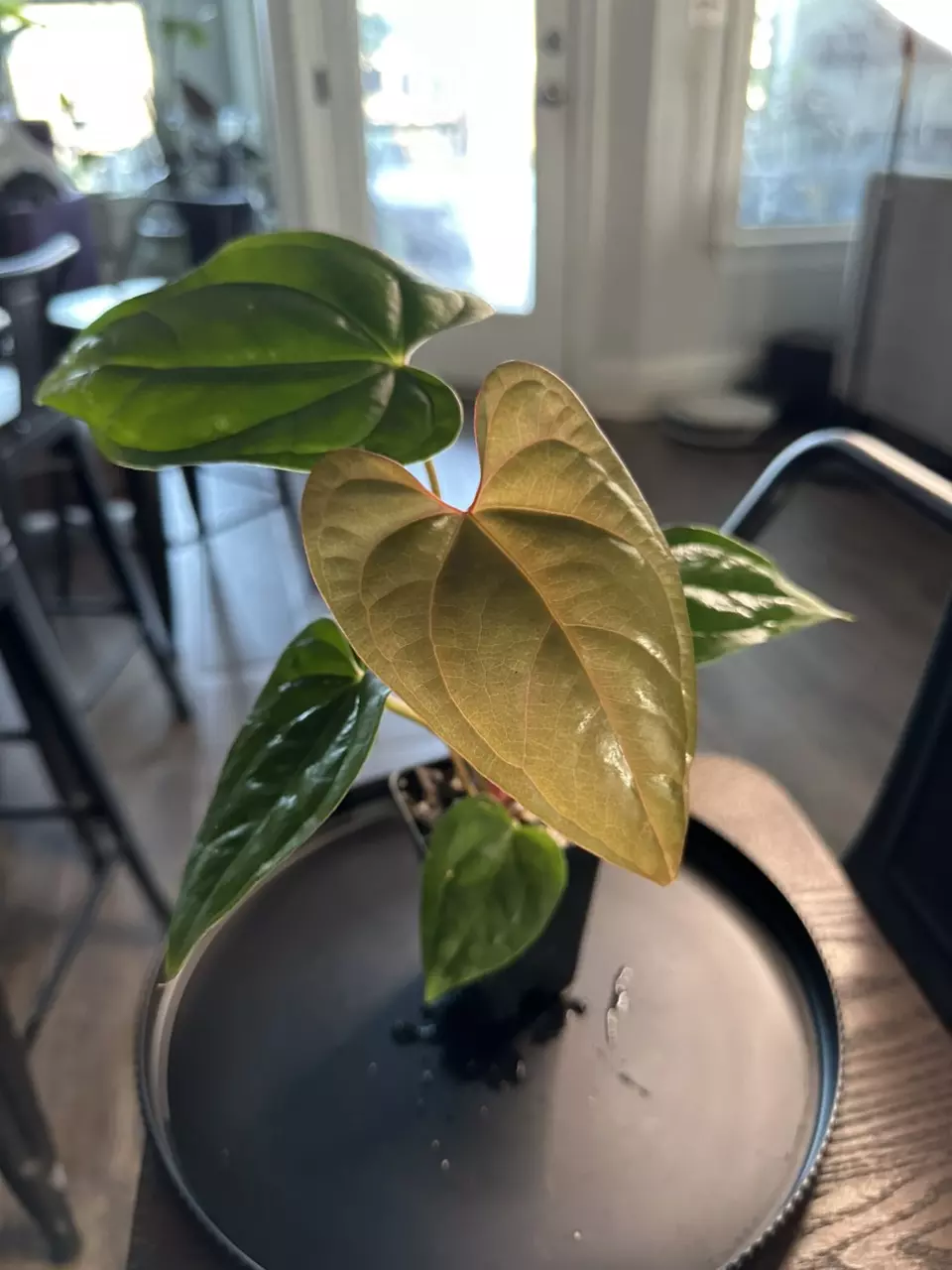 plant/Anthurium ‘Tim Anderson Mag Pap x Silver Peru #2-0