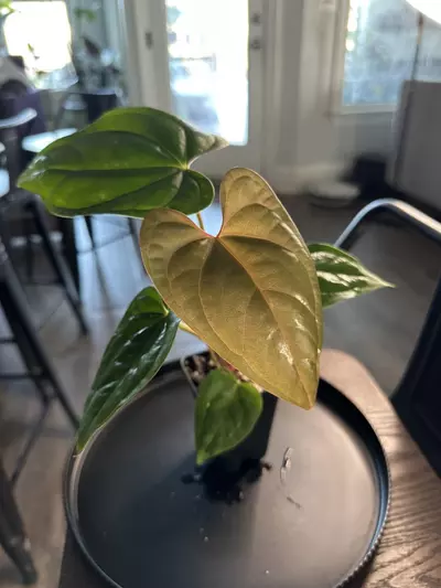 plant/Anthurium ‘Tim Anderson Mag Pap x Silver Peru #2-0-thumbnail