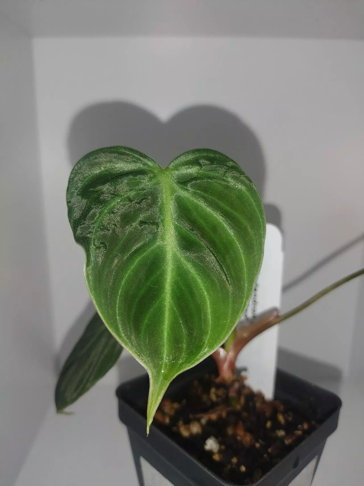 plant/Philodendron El Choco Red-1