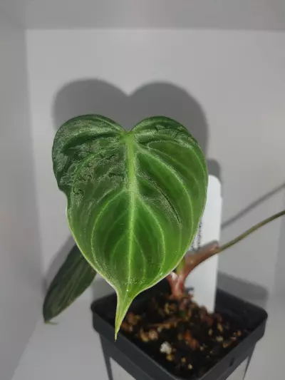 plant/Philodendron El Choco Red-1-thumbnail