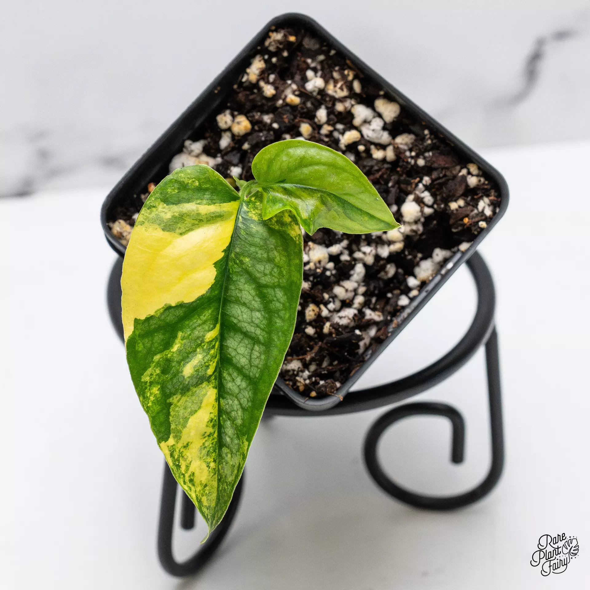 plant/Monstera Siltepecana Aurea *Grower's Choice*-0