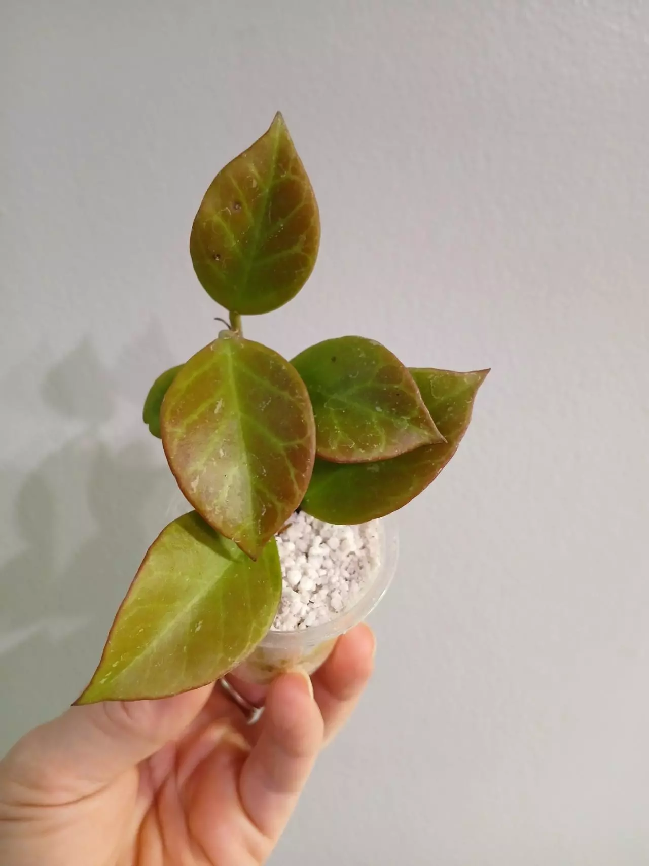 plant/Hoya Sunrise Cutting-0