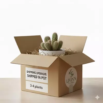 shipping_upgrade/Upgrade for shipped in pot 3-4 plants-0-thumbnail