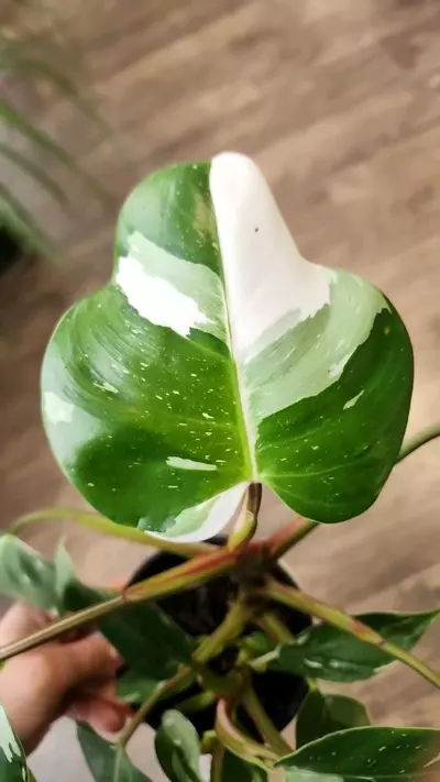 plant/Philodendron White Princess-2-thumbnail