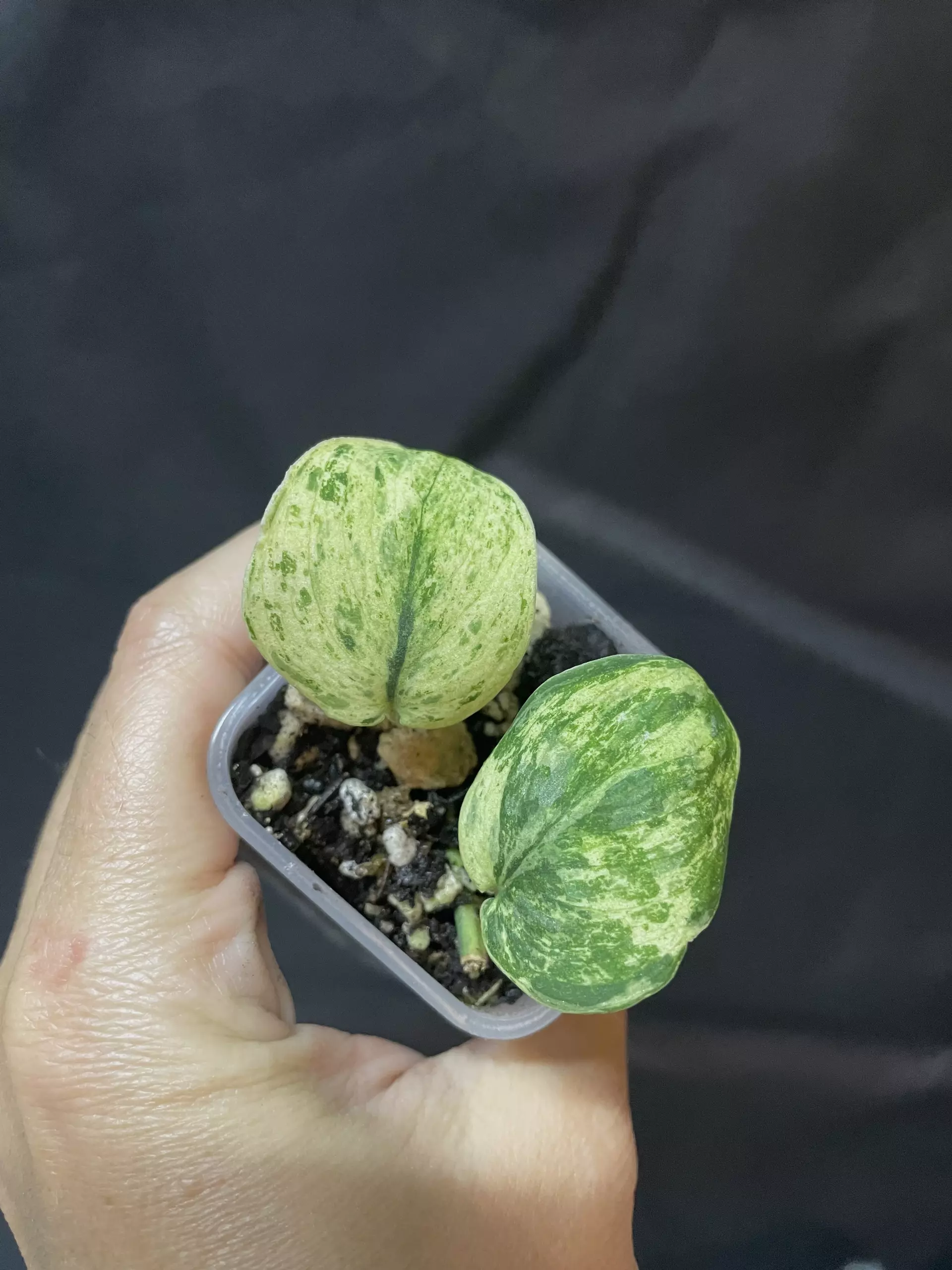 plant/Scindapsus Jade Satin Marble -0