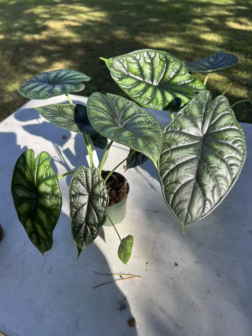 plant/Alocasia dragon scale-0