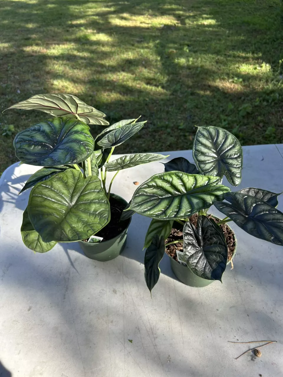 plant/Alocasia dragon scale-0
