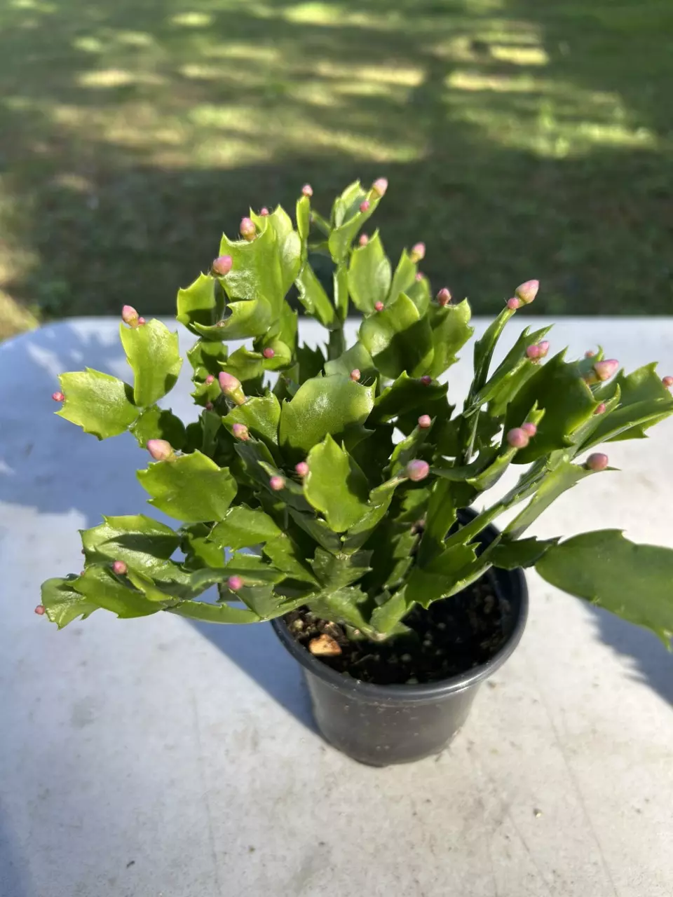 plant/Thanksgiving cactus pink-0