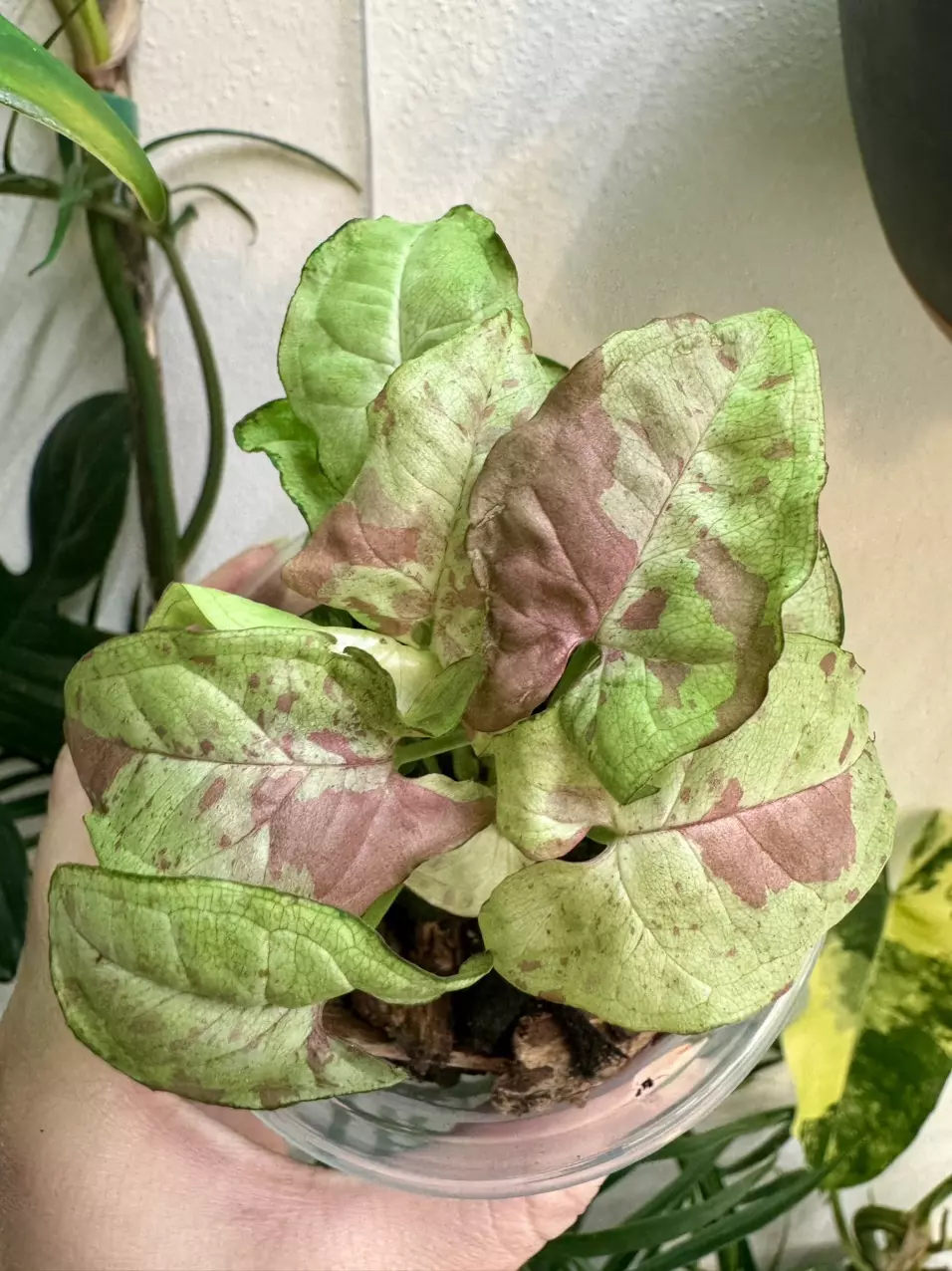 plant/Syngonium ‘Milk Confetti’-0