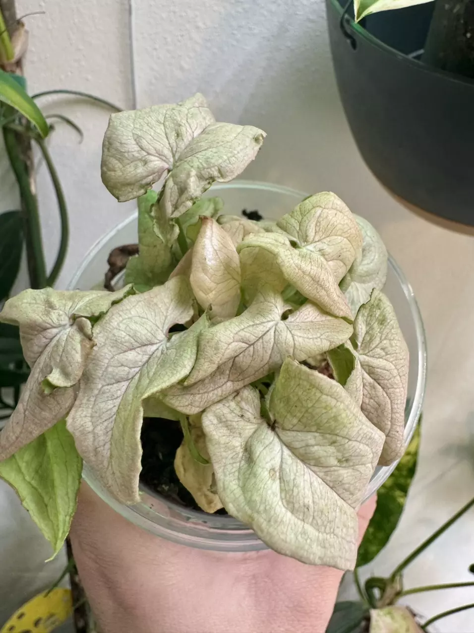 plant/Syngonium ‘Granny Panties’-0