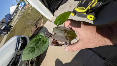 plant/(Tim Anderson crystal mag x Tim's black) x open-1-thumbnail