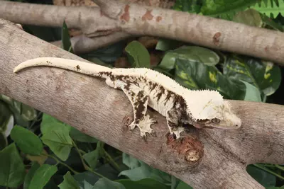 plant/Parceval-1-thumbnail