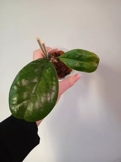 plant/Hoya Viola-0-thumbnail