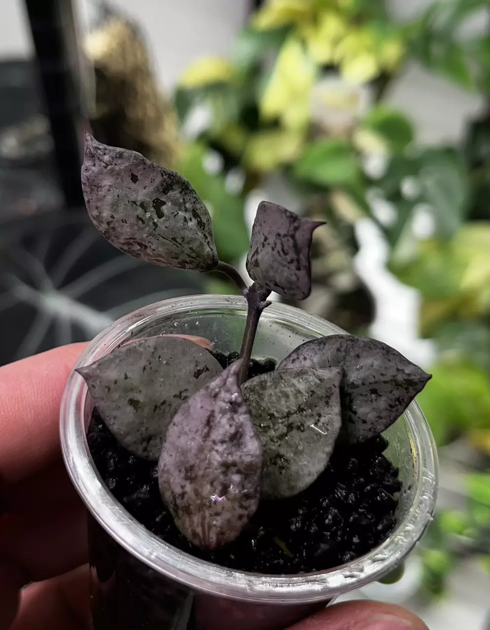 plant/Hoya lacunosa violet-0