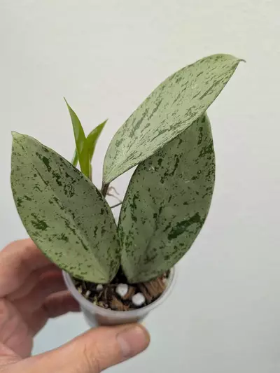 plant/Hoya pubicalyx pink silver ghost 👻 🩷-0-thumbnail