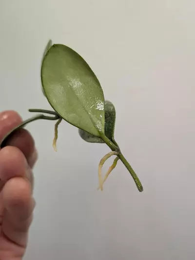 plant/Hoya ets-10 (silver) unrooted cutting ✂️-2-thumbnail