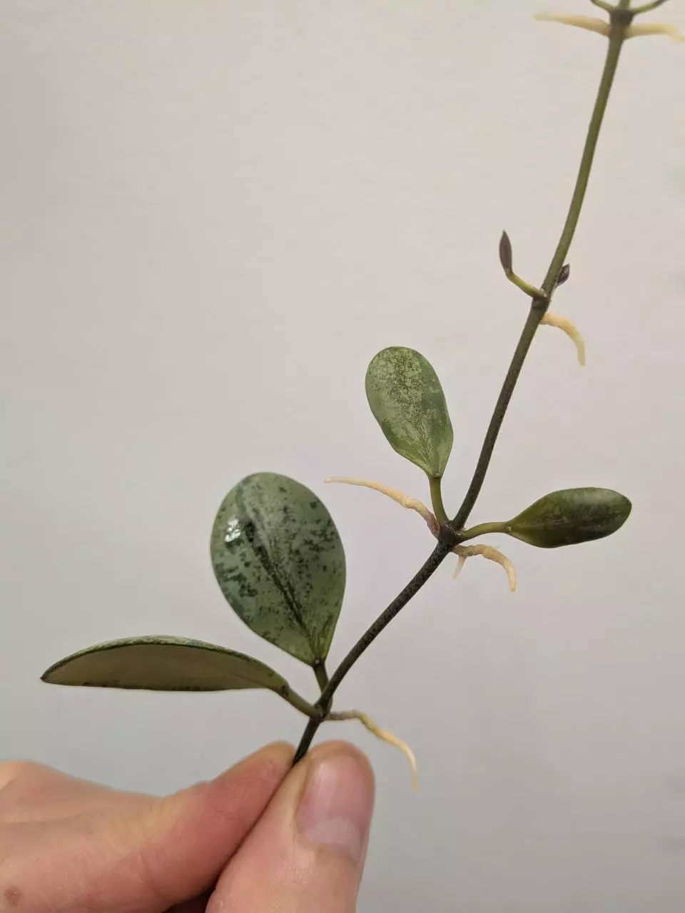 plant/Hoya ets-10 (silver) unrooted cutting ✂️-2