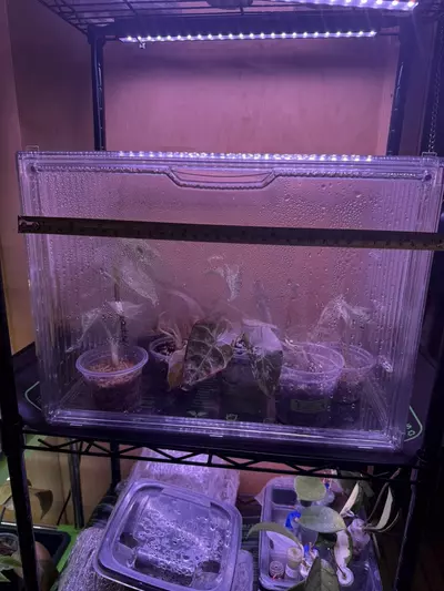 plant/Prop Box-1-thumbnail