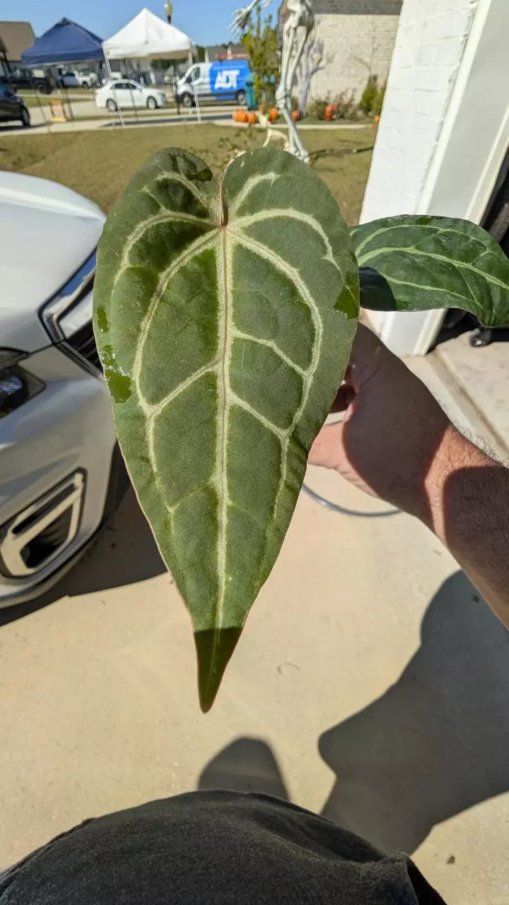 plant/Rotundatum x Dr block purple-0