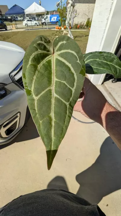 plant/Rotundatum x Dr block purple-0-thumbnail