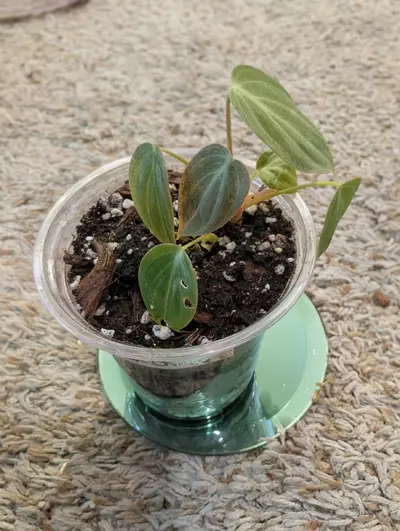 plant/Philodendron Lux Chocco #191-0-thumbnail