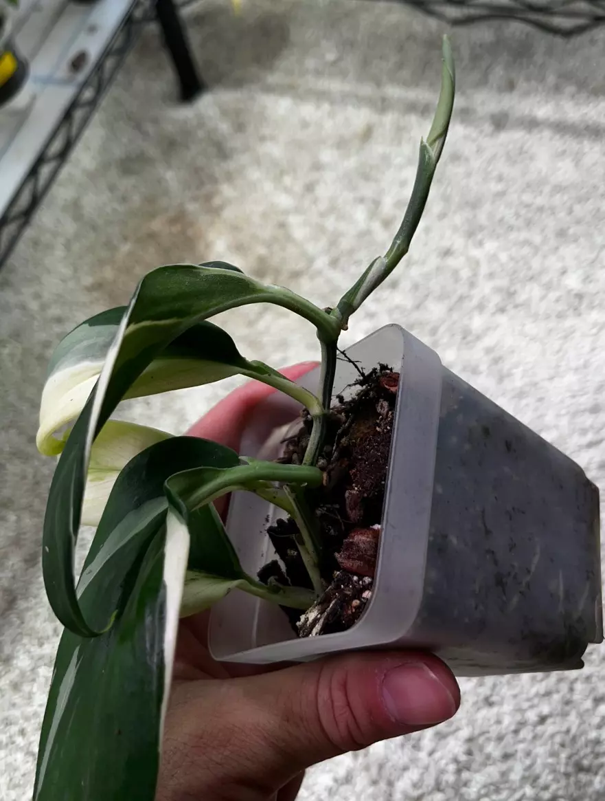 plant/Scindapsus treubii moonlight albo-1