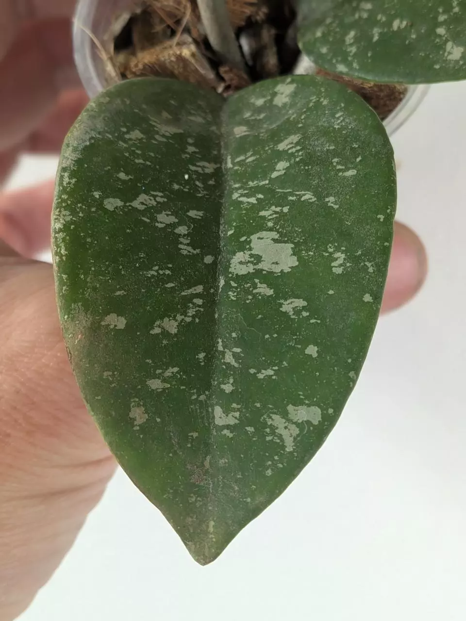 plant/Hoya AH mulan splash-2