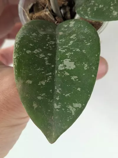 plant/Hoya AH mulan splash-2-thumbnail