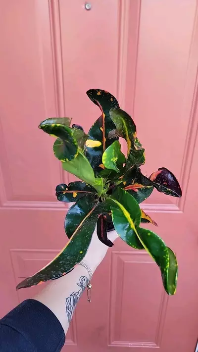 plant/Croton Banana 4" pot-0-thumbnail