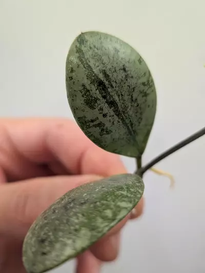 plant/Hoya ets-10 (silver) unrooted cutting ✂️-0-thumbnail