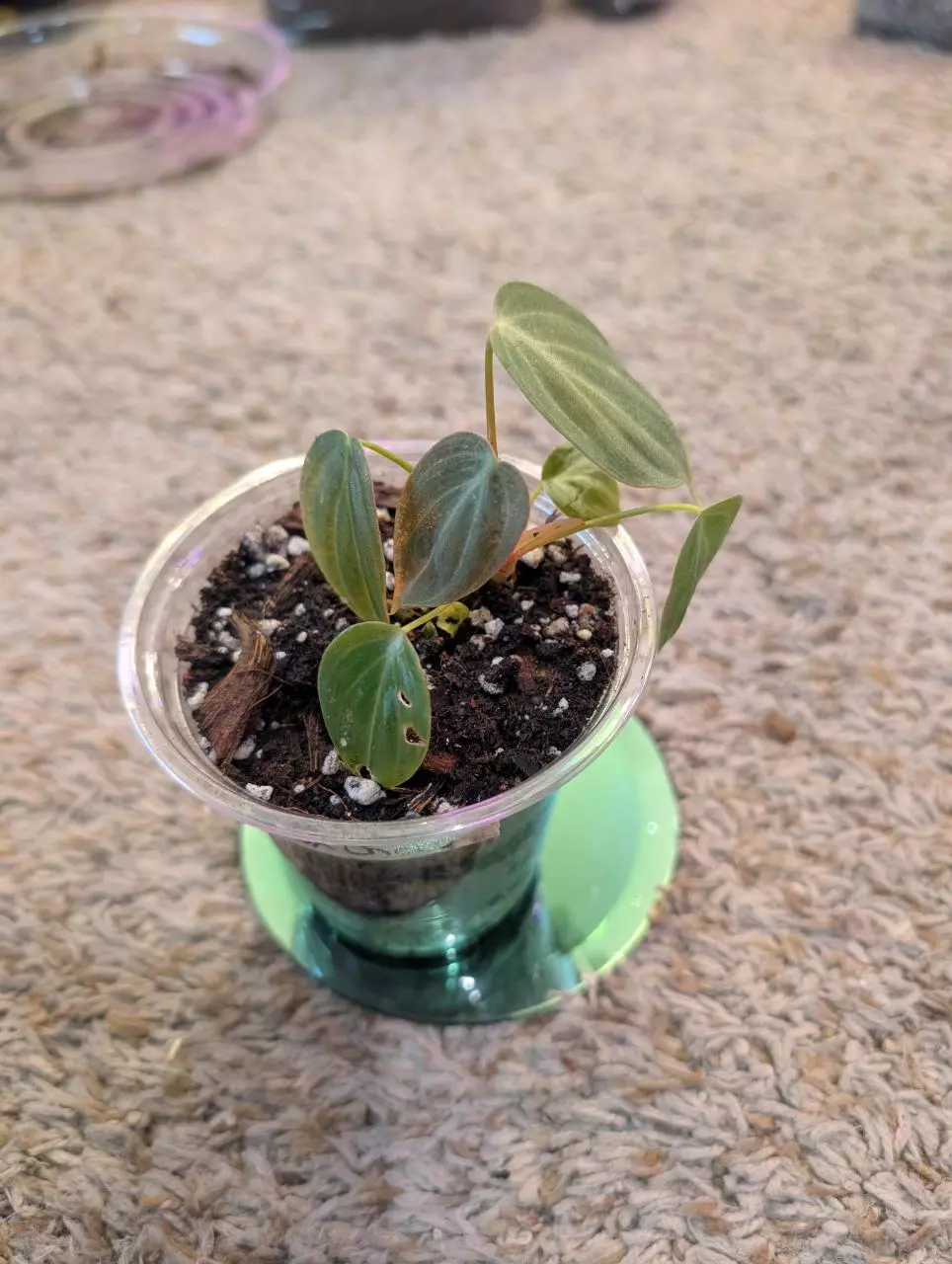 plant/Philodendron Lux Chocco #191-2