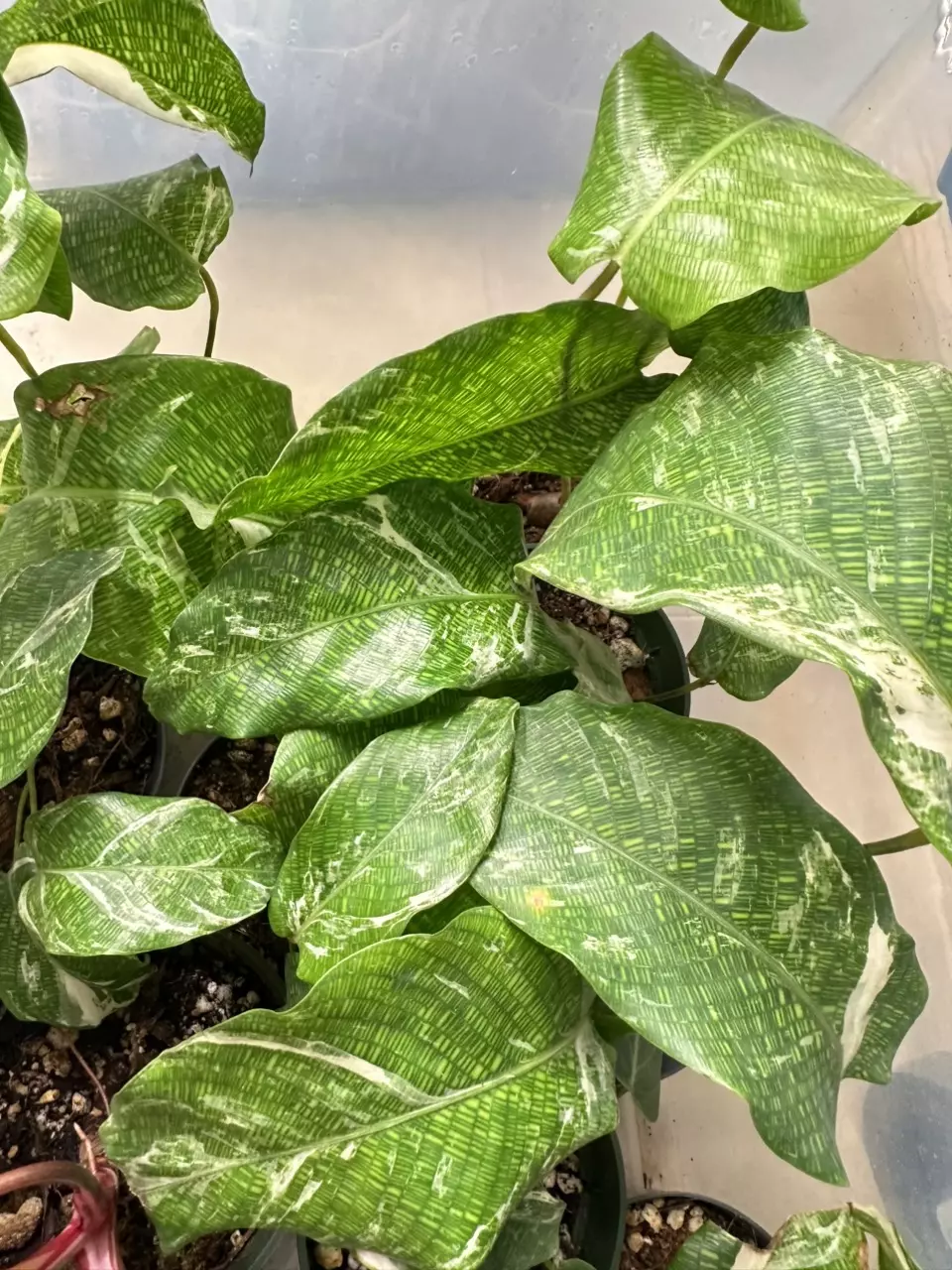 plant/Galatea Musaica Albo 57-0