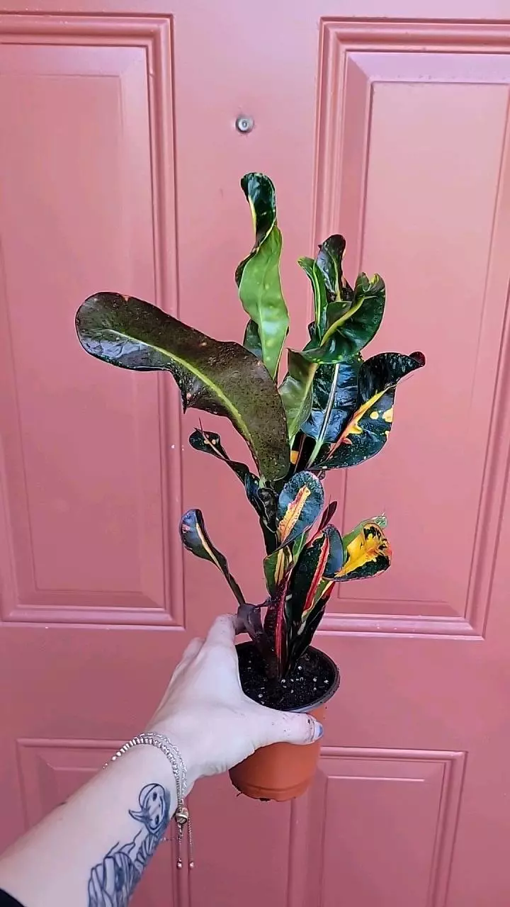 plant/Croton Banana 4" pot-1