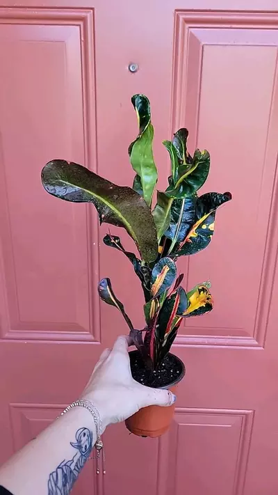 plant/Croton Banana 4" pot-1-thumbnail