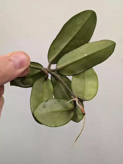 plant/Hoya wildflower-1-thumbnail