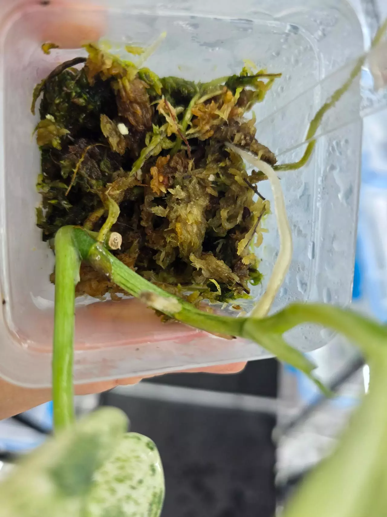 plant/Scindapsus Halimoon - well rooted, high variegation-3