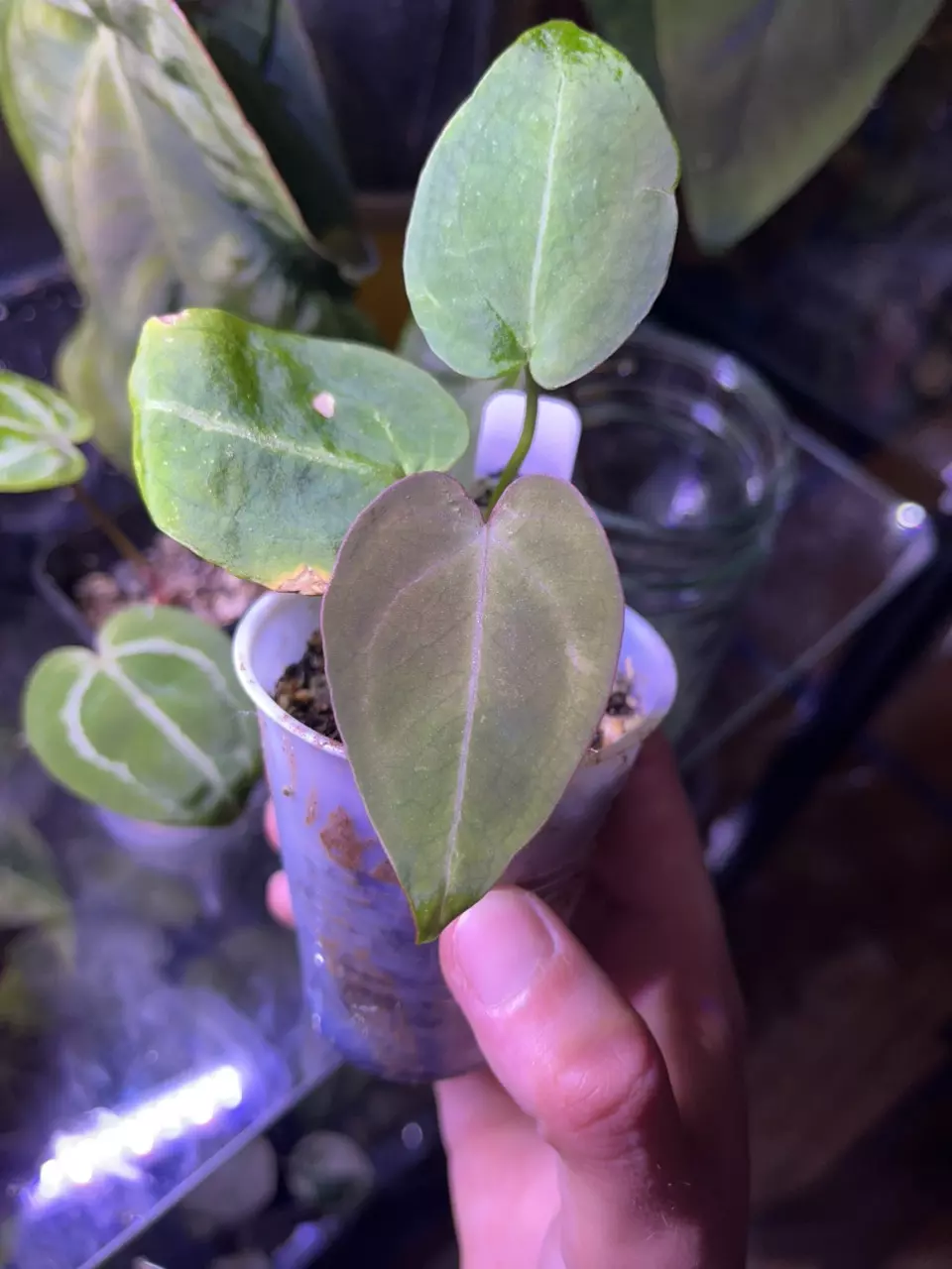 plant/Anthurium NOID-0