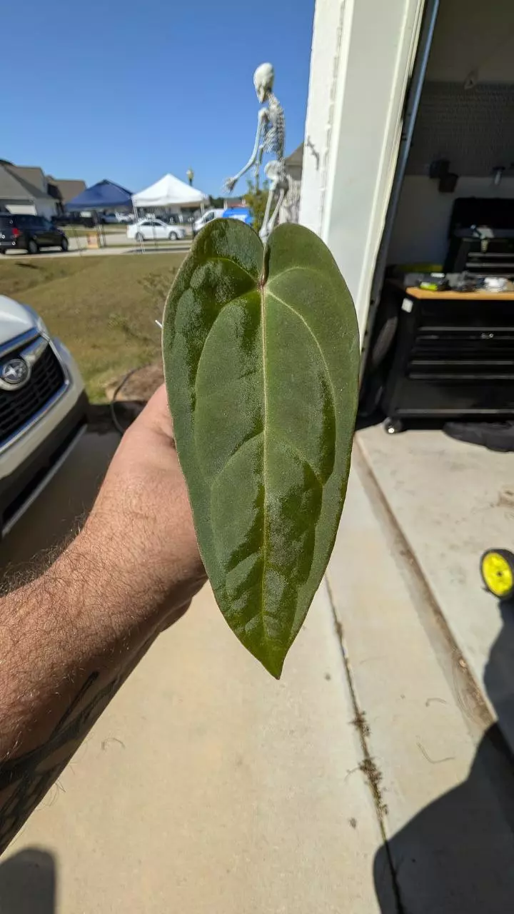 plant/Tim Anderson crystal mag x Tim's black) x open-0